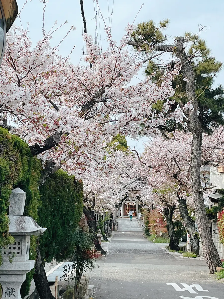 火鉢　桜　樹齢60年近く 樹齢？十年の桜｜園芸日記byrav｜みんなの趣味の園芸｜1436190