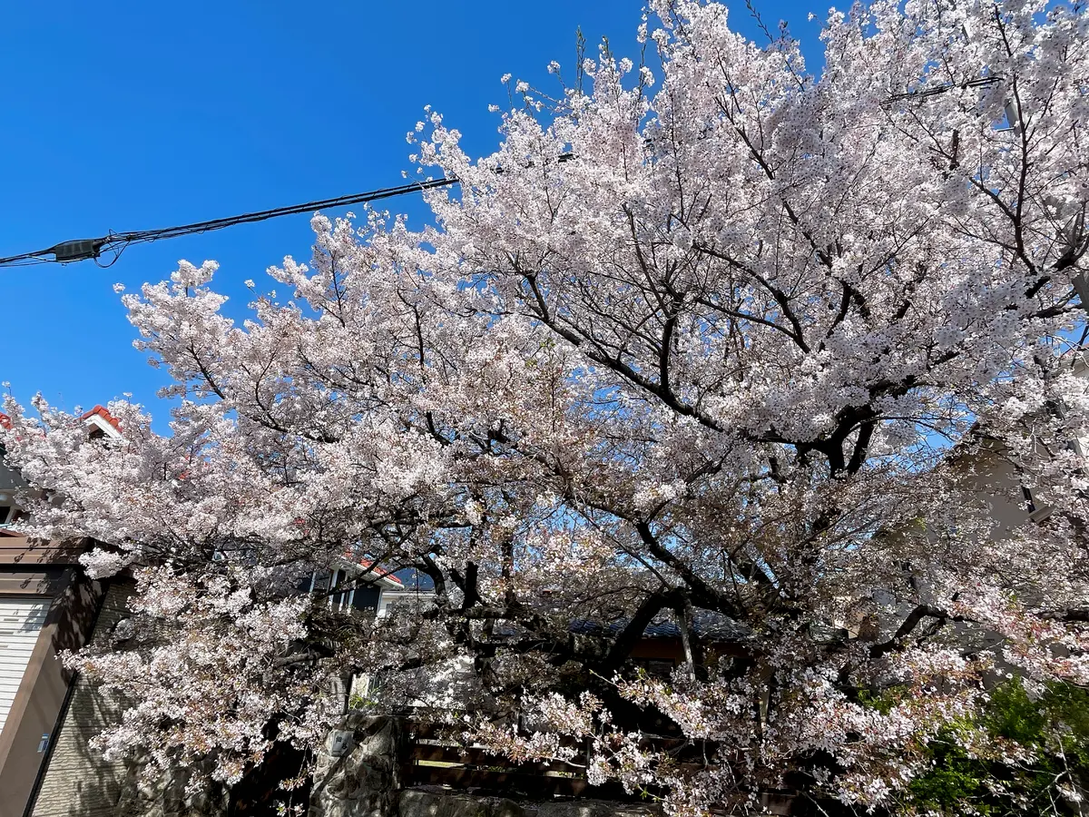 樹齢？十年の桜｜園芸日記byrav｜みんなの趣味の園芸｜1436190