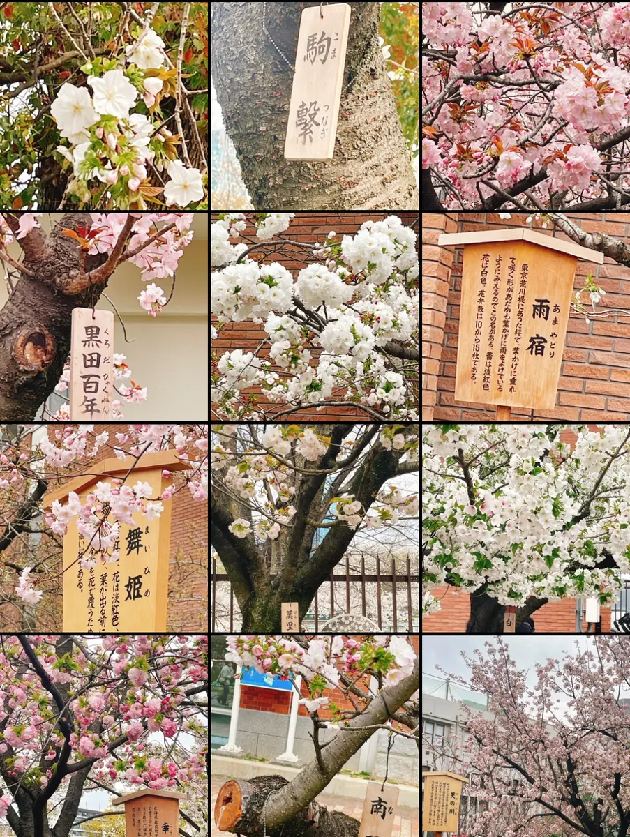 樹齢？十年の桜｜園芸日記byrav｜みんなの趣味の園芸｜1436190