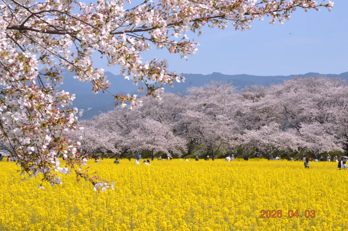 藤原宮跡の桜｜園芸日記by鹿せんべい｜みんなの趣味の園芸｜1436417