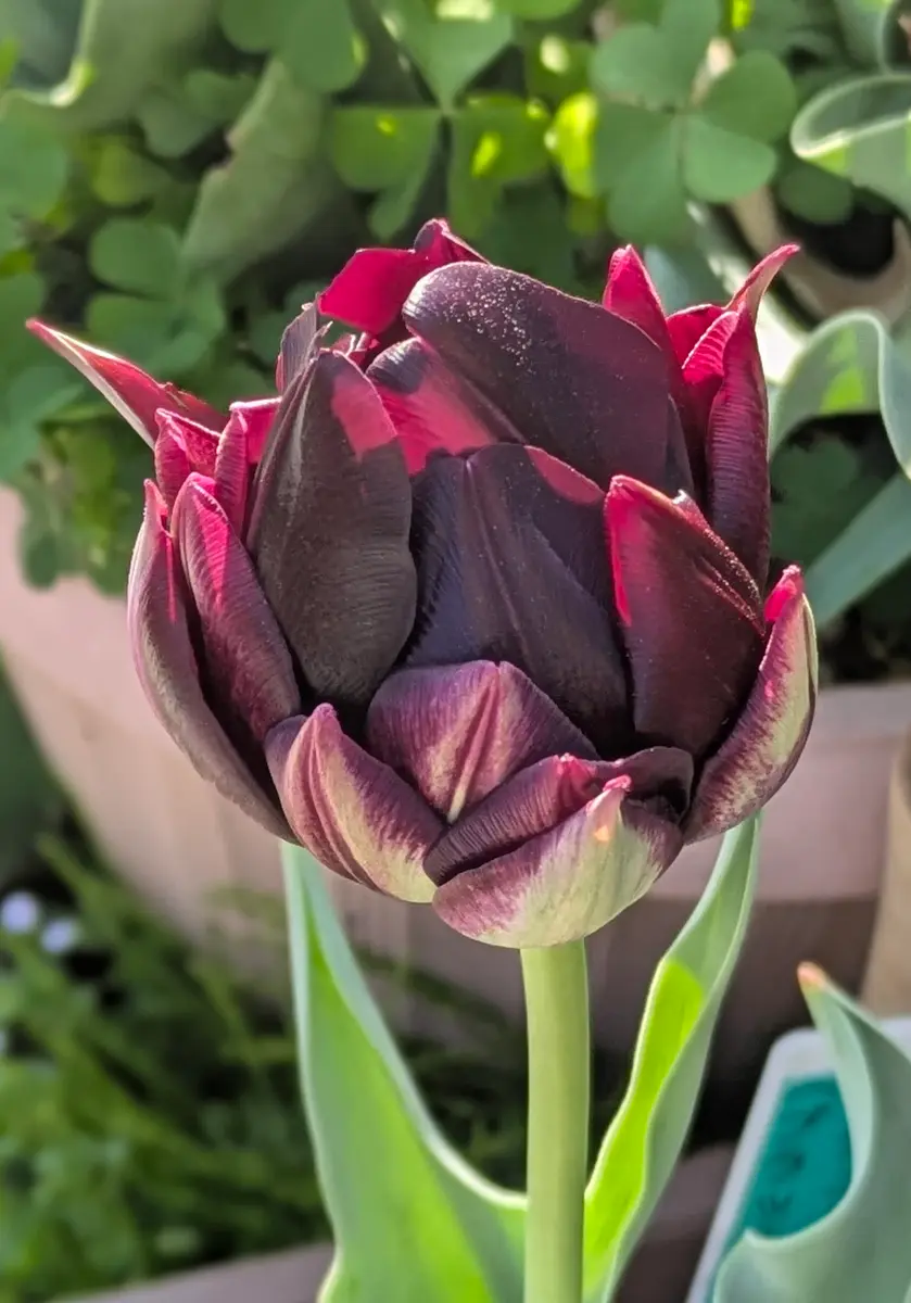 黒いチューリップ('63仏/伊/スペイン) 快晴 黒いチューリップ開花🖤｜園芸日記byドブたぬきの部屋｜みんなの