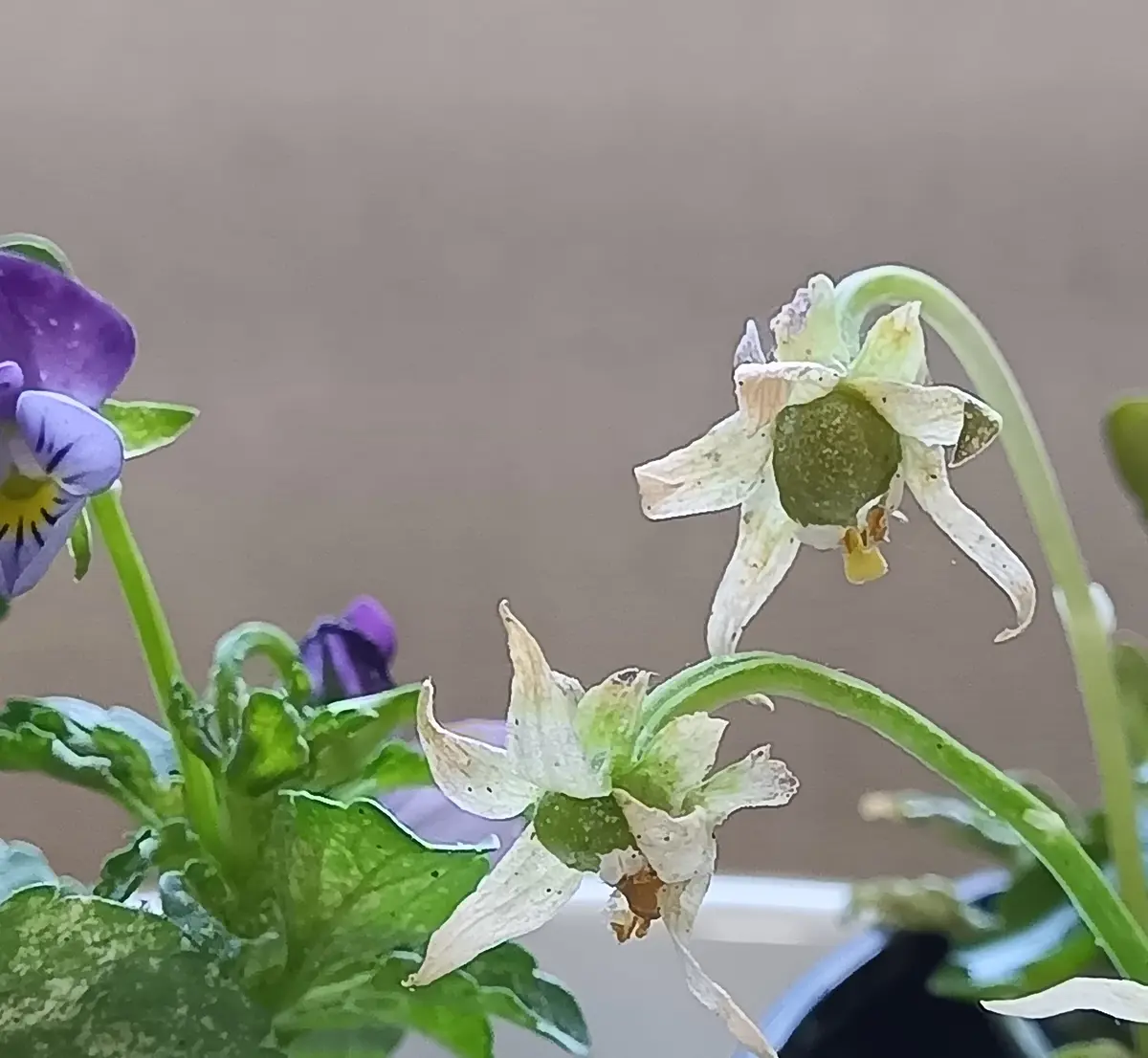 スミレに種が💕｜園芸日記byすみれっ子｜みんなの趣味の園芸｜1436630