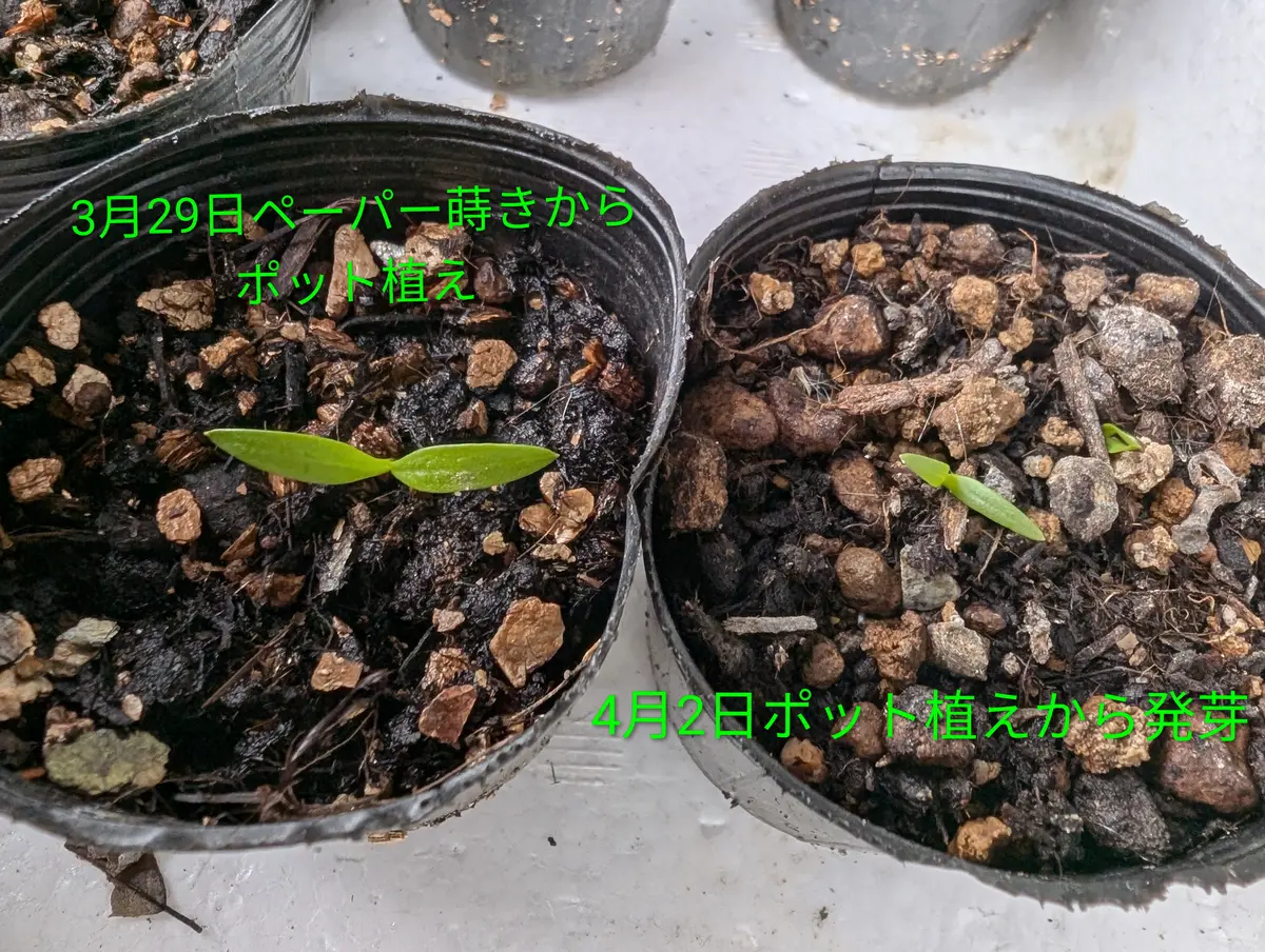 ポット植えに芽が出てた 雨で洗車目論む😁〔写真1枚目〕-はいらっくす