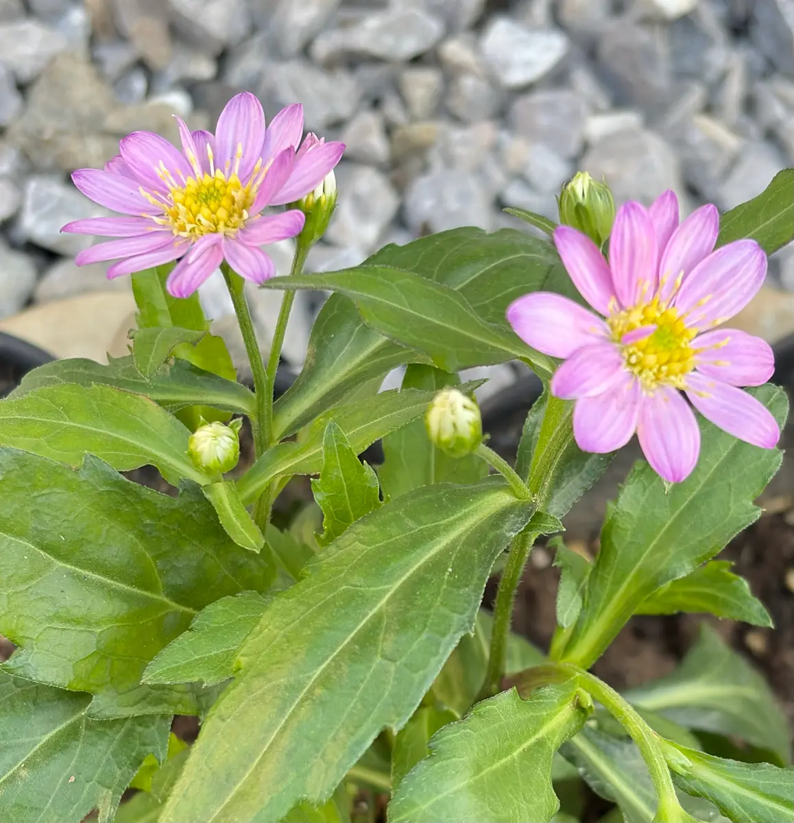 ピンクの都忘れを植えました｜園芸日記byもぐにー｜みんなの趣味の園芸