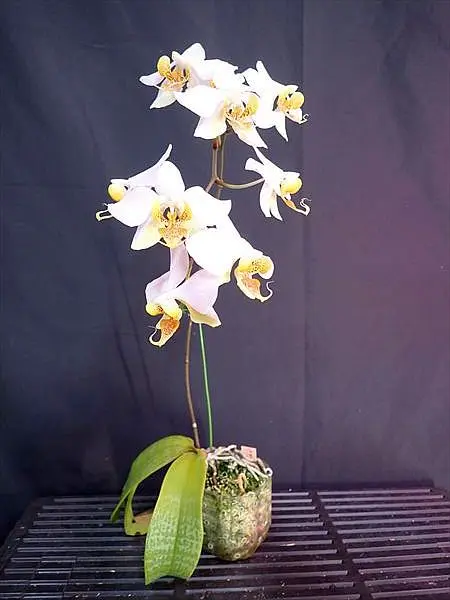 胡蝶蘭原種 ウィガニー満開｜園芸日記byネカタ｜みんなの趣味の園芸