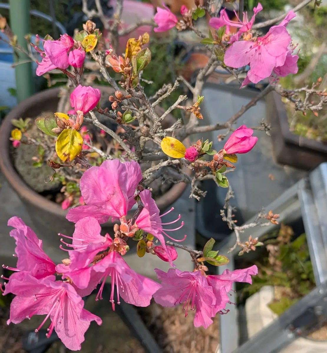 タンナゲンカイツツジ満開〔写真2枚目〕-ドブたぬきの部屋さんの日記