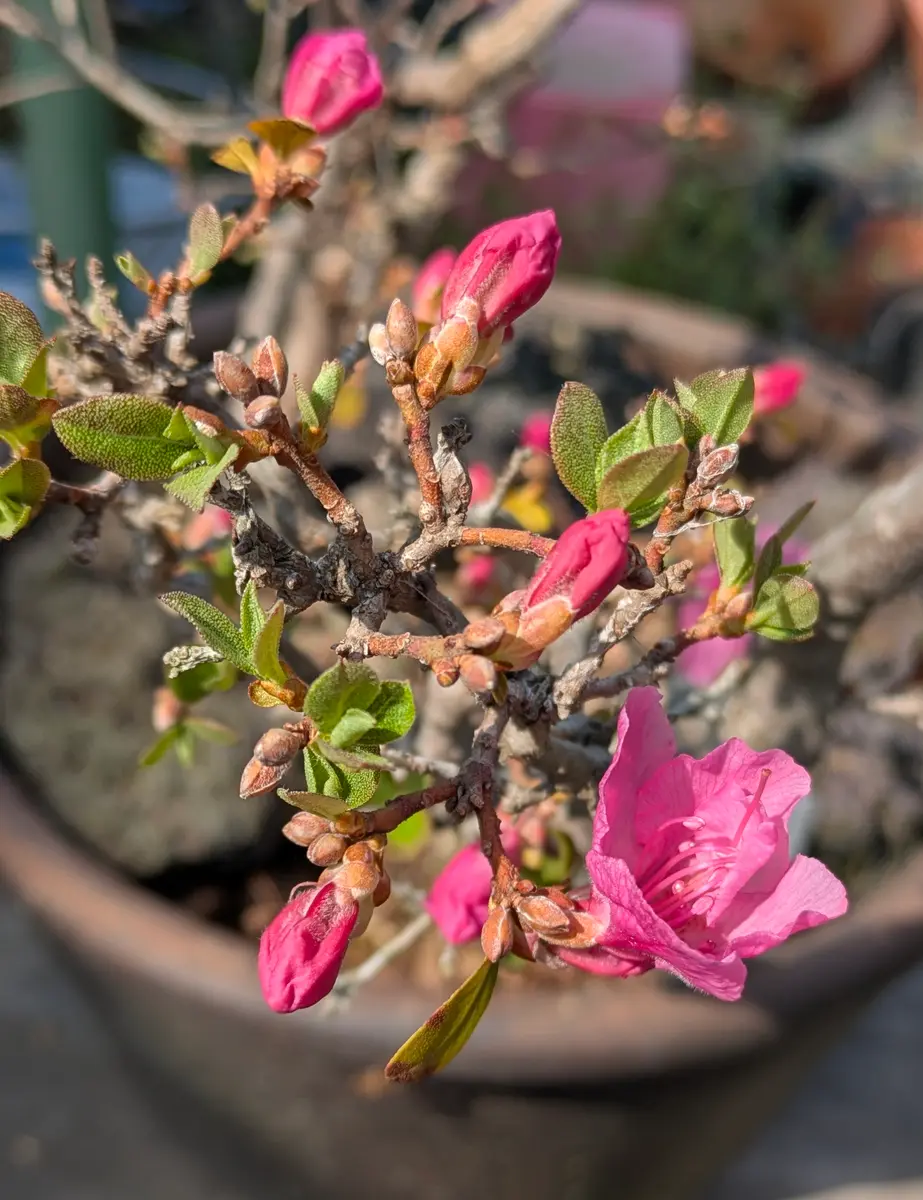 ピンクタンナゲンカイツツジ 盆栽 春の風流盆栽展」と園内の開花状況 | 豊平公園 - 札幌市公園緑化協会