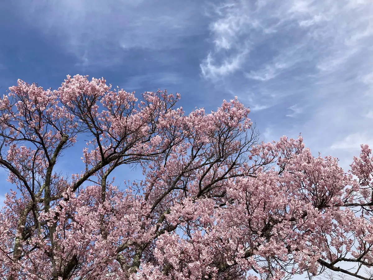桜が咲き始めました🌸〔写真2枚目〕-水色ガーデンさんの日記｜みんなの