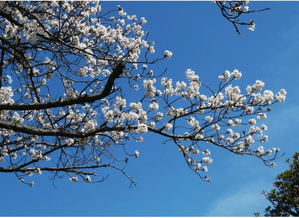 自宅前の公園で咲く🌸桜並木〔写真1枚目〕-ロッキーさんの日記