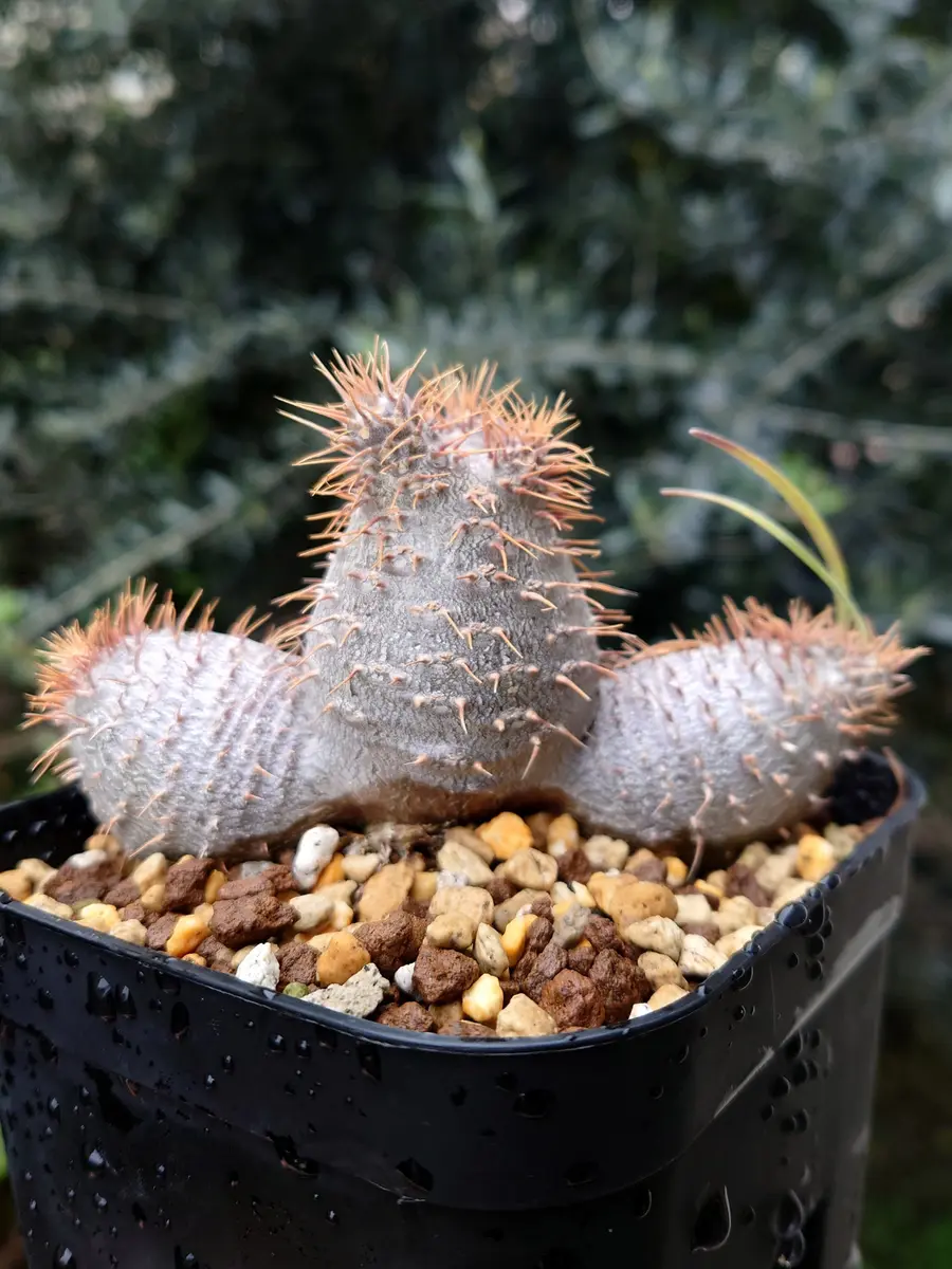 パキポディウム・グラキリスさん、お引越！｜園芸日記byPlantskafka