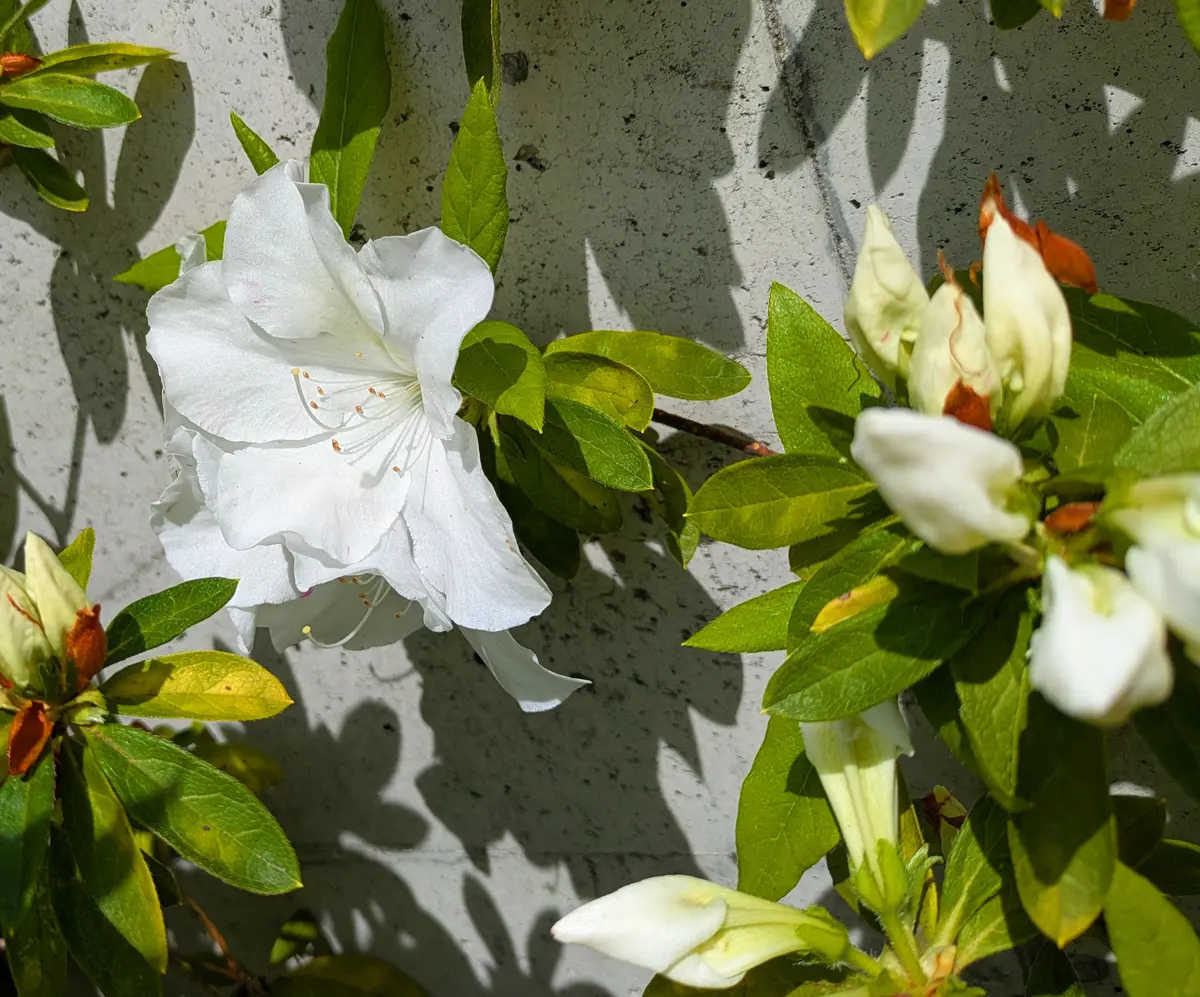 ツツジの開花〔写真2枚目〕-jictenkoさんの日記｜みんなの趣味の園芸