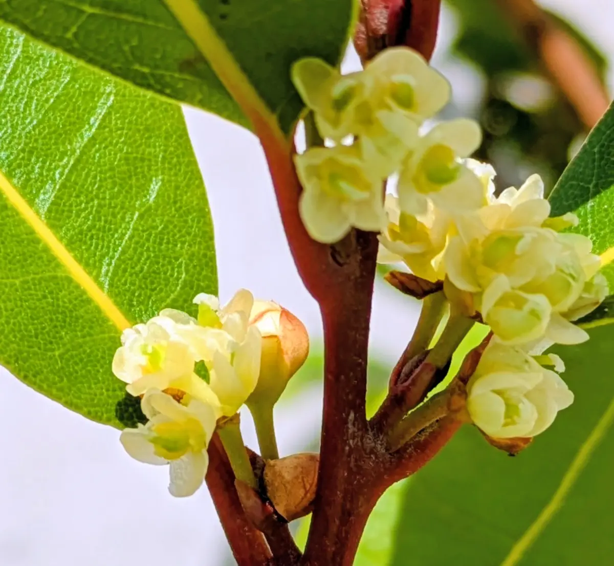 月桂樹 の 花