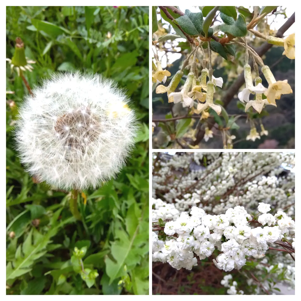 今日は白のお花で！｜園芸日記by貝のママ｜みんなの趣味の園芸｜1438136