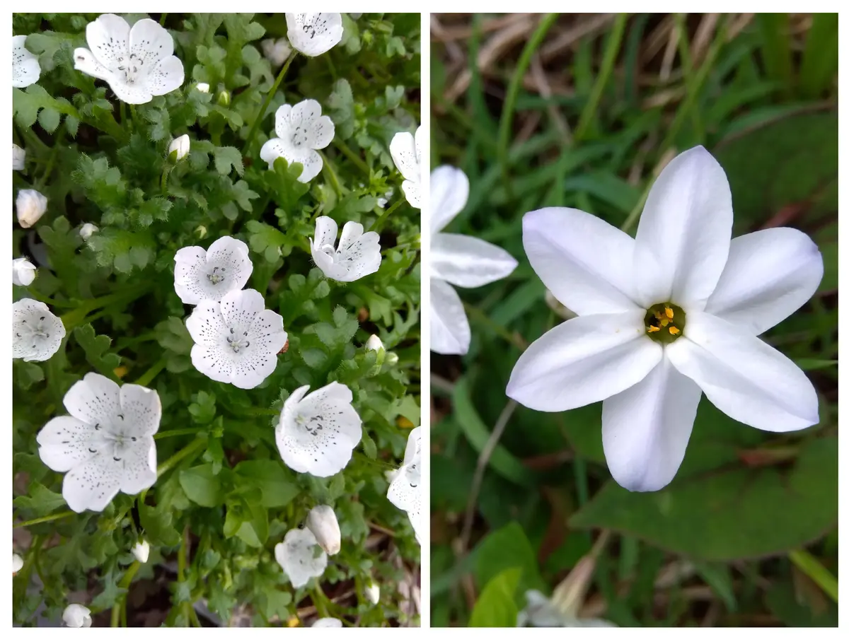 今日は白のお花で！｜園芸日記by貝のママ｜みんなの趣味の園芸｜1438136