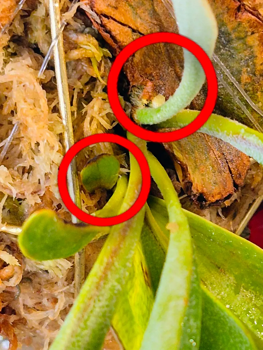 ビカクシダ苔玉?|園芸日記byももんちゃん|みんなの趣味の園芸|1438184 ビカクシダ苔玉?|園芸日記byももんちゃん|みんなの趣味の園芸|1438184
