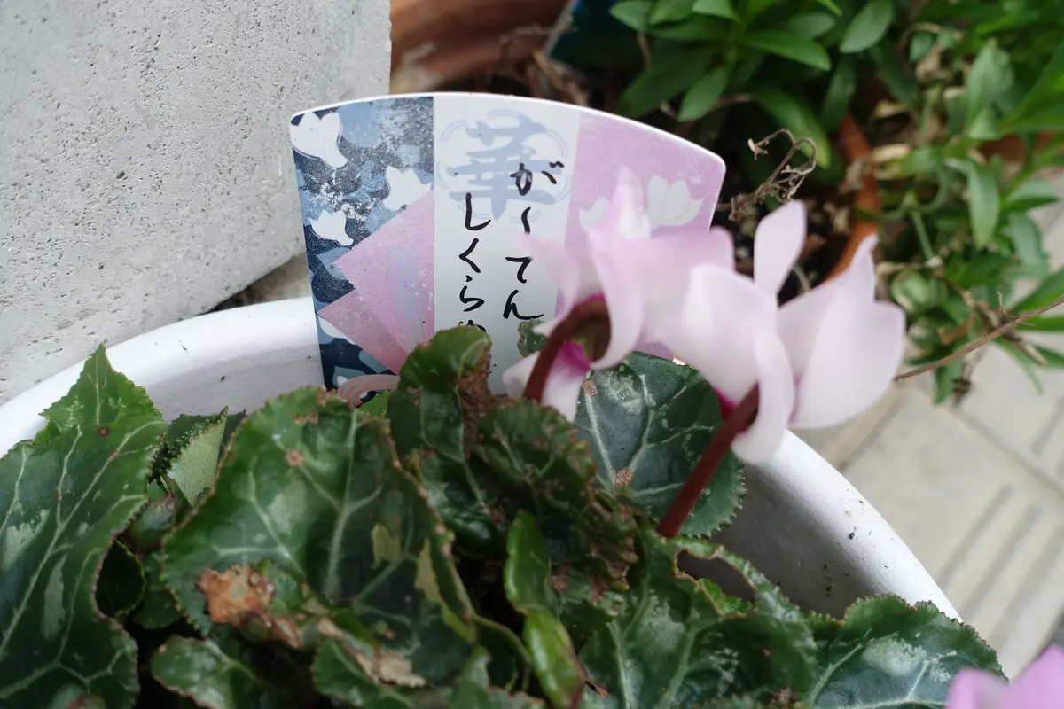 ガーデンシクラメン｜園芸日記by金太郎ちゃん｜みんなの趣味の園芸
