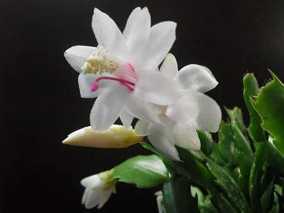 シャコバサボテン ホワイトフラメンコ 接ぎ木 生き返った