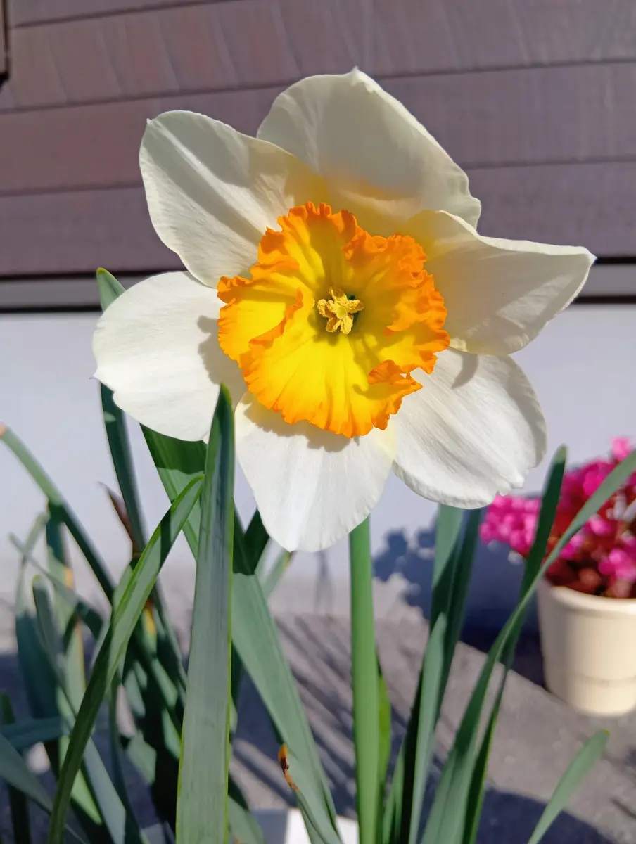 水仙8号 咲きました🌼〔写真1枚目〕-まり金さんの日記｜みんなの趣味