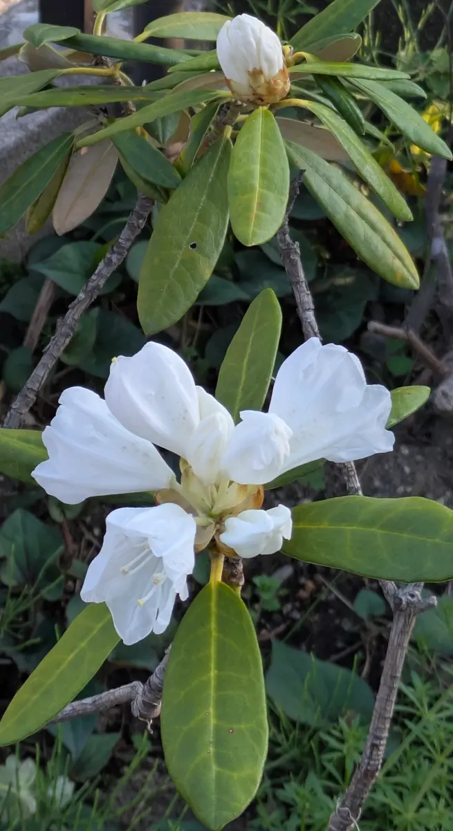 純白の石楠花🤍 移り白の石楠花🩷〜🤍｜園芸日記byドブたぬきの部屋