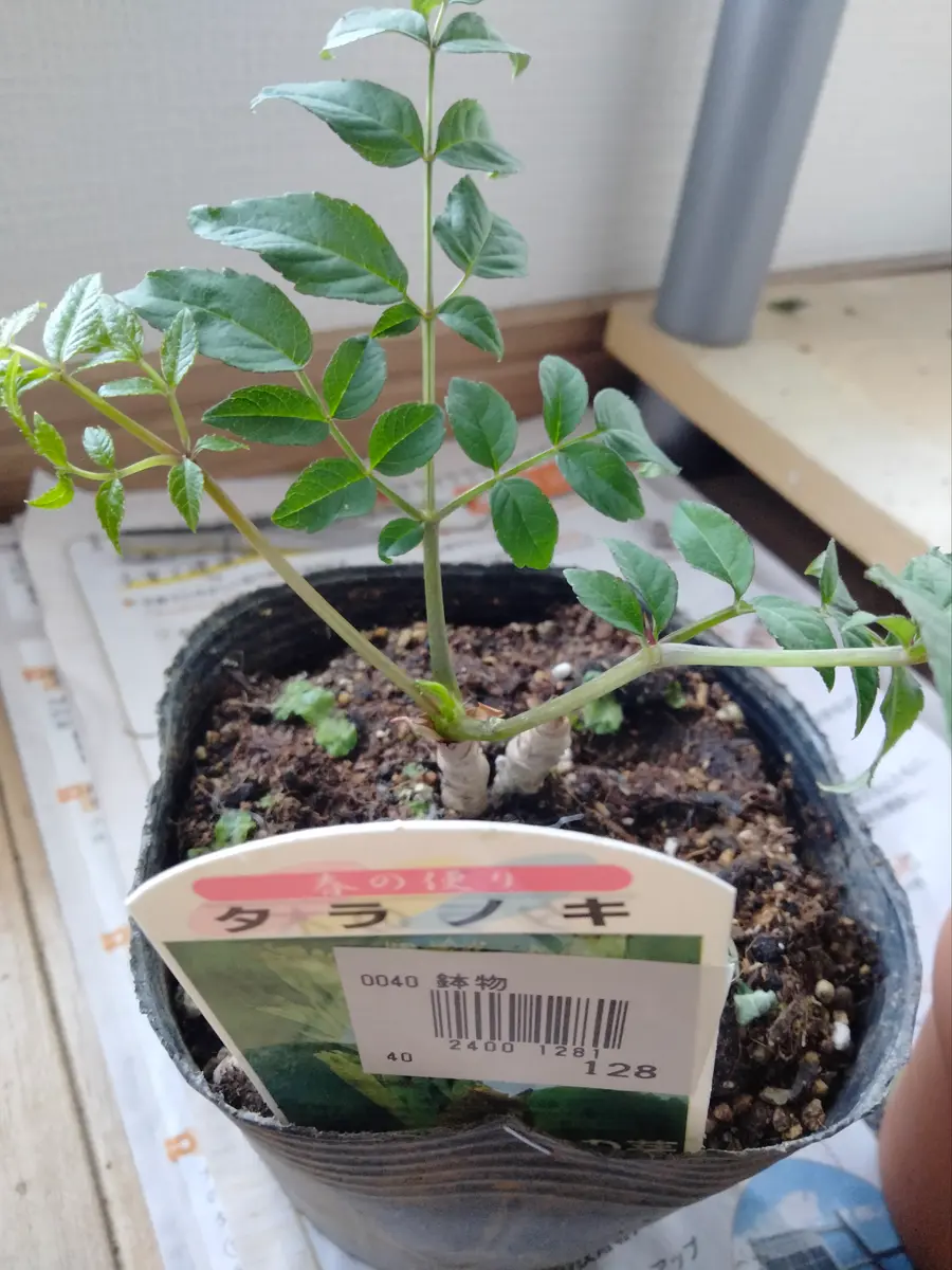 タラノキを買ってしまった😅｜園芸日記bytoraji2023｜みんなの趣味の