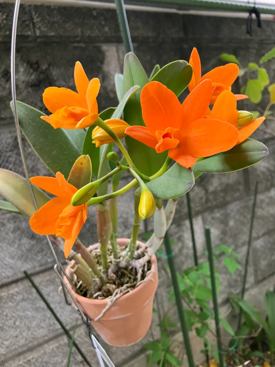 富貴蘭　暁(オレンジ縞＆＆オレンジ腰＆紫赤軸＆赤花) 橙色 京友禅 金彩 花車模様 正絹緞子 丹後ちりめん No.76-5 後ろ身頃