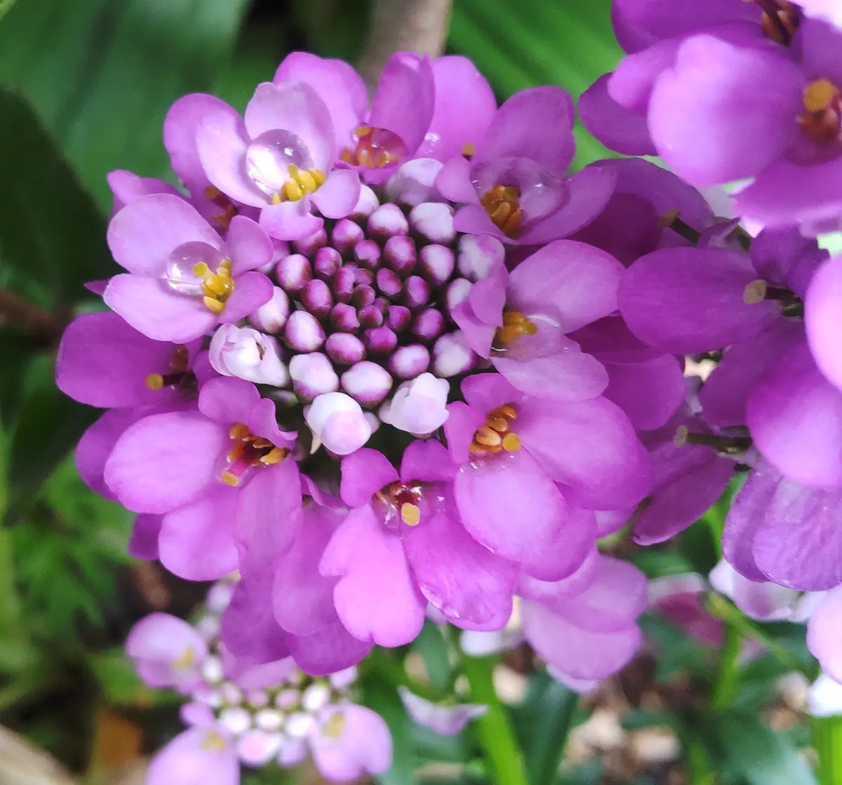 今朝のお庭のお花と家庭菜園の畑のお花✨その2｜園芸日記byあゆーみ