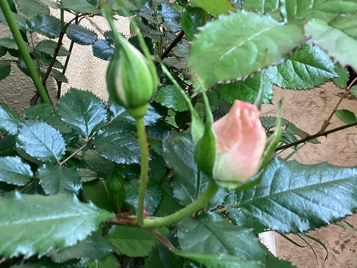 薔薇のツボミ💕｜園芸日記by和と洋｜みんなの趣味の園芸｜1439461