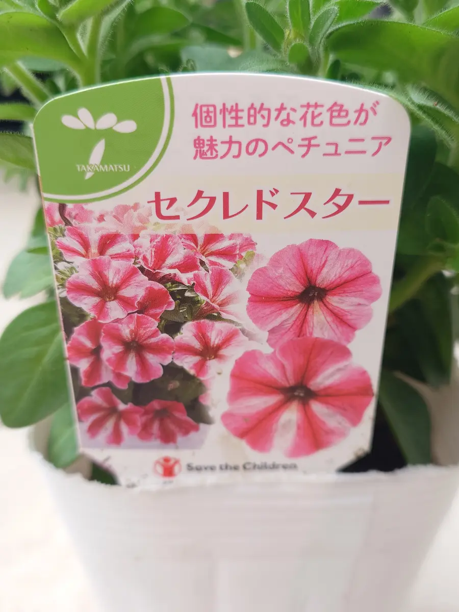 セクレドスター⭐｜園芸日記byNash｜みんなの趣味の園芸｜1439582