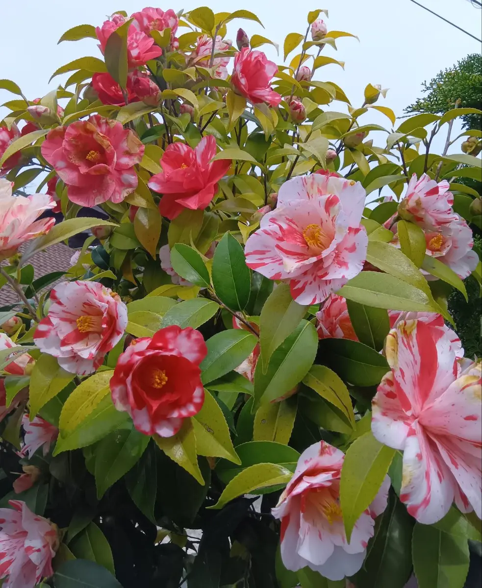 斑入り椿🌼狂い咲き😅｜園芸日記byふらわぁめいと｜みんなの趣味の園芸
