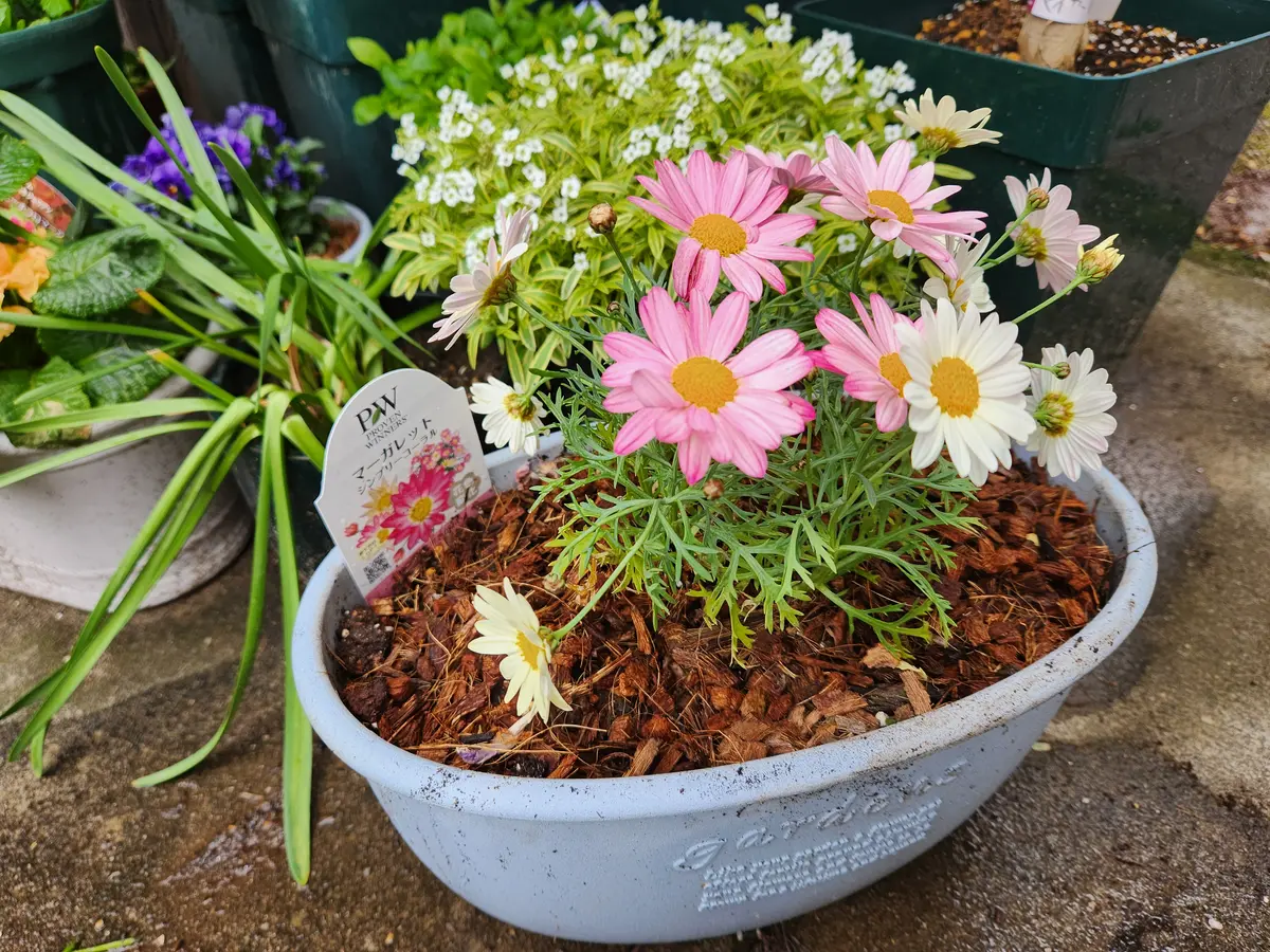 PWマーガレット シンプリーコーラル鉢に植えました｜園芸日記byトマト