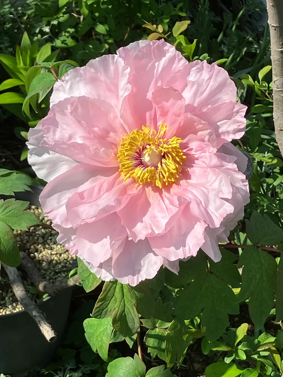 ピンクの牡丹🩷〔写真1枚目〕-milmilさんの日記｜みんなの趣味の園芸