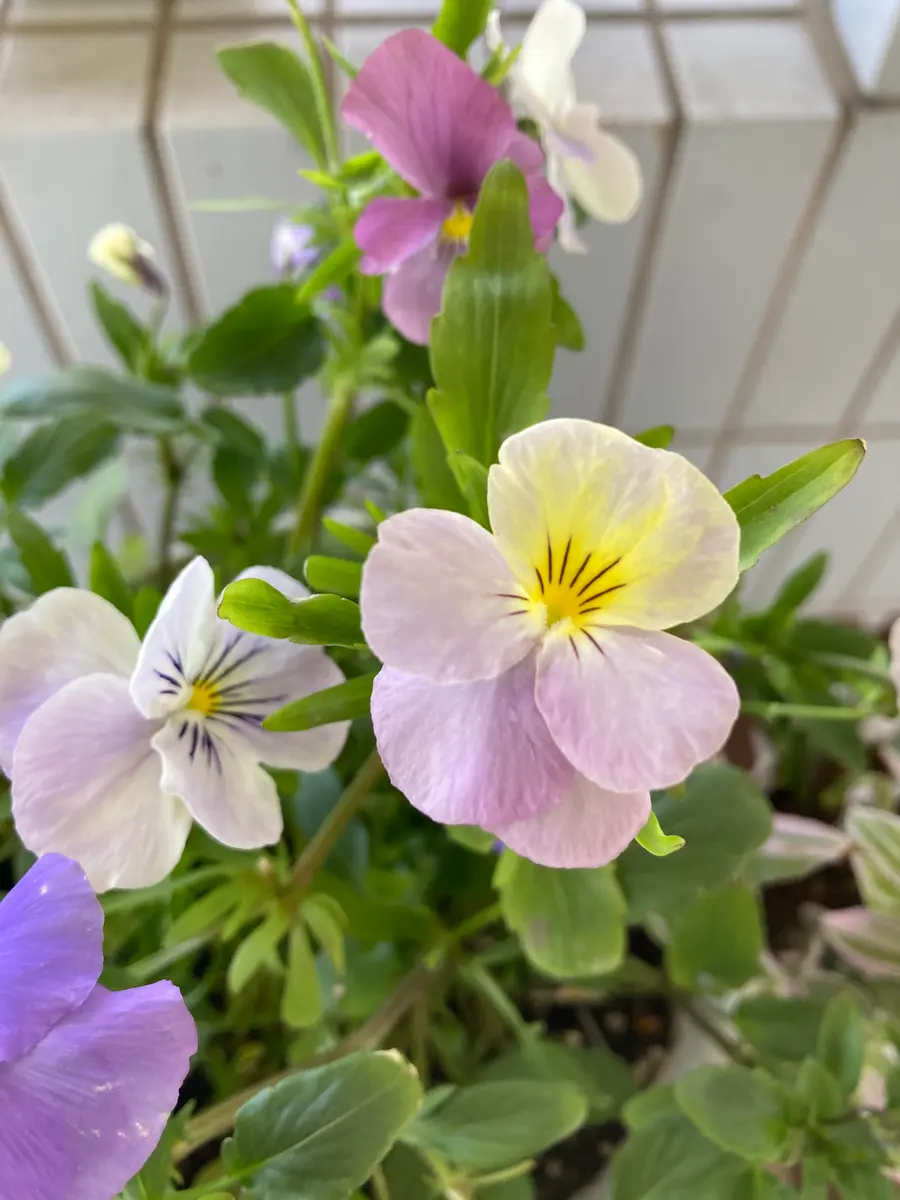 ビオラさん💜〔写真1枚目〕-水色ガーデンさんの日記｜みんなの趣味の