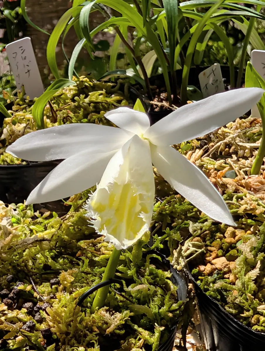 バイカカラマツの日記一覧|おれんじぺこさんの園芸日記-みんなの趣味の園芸
