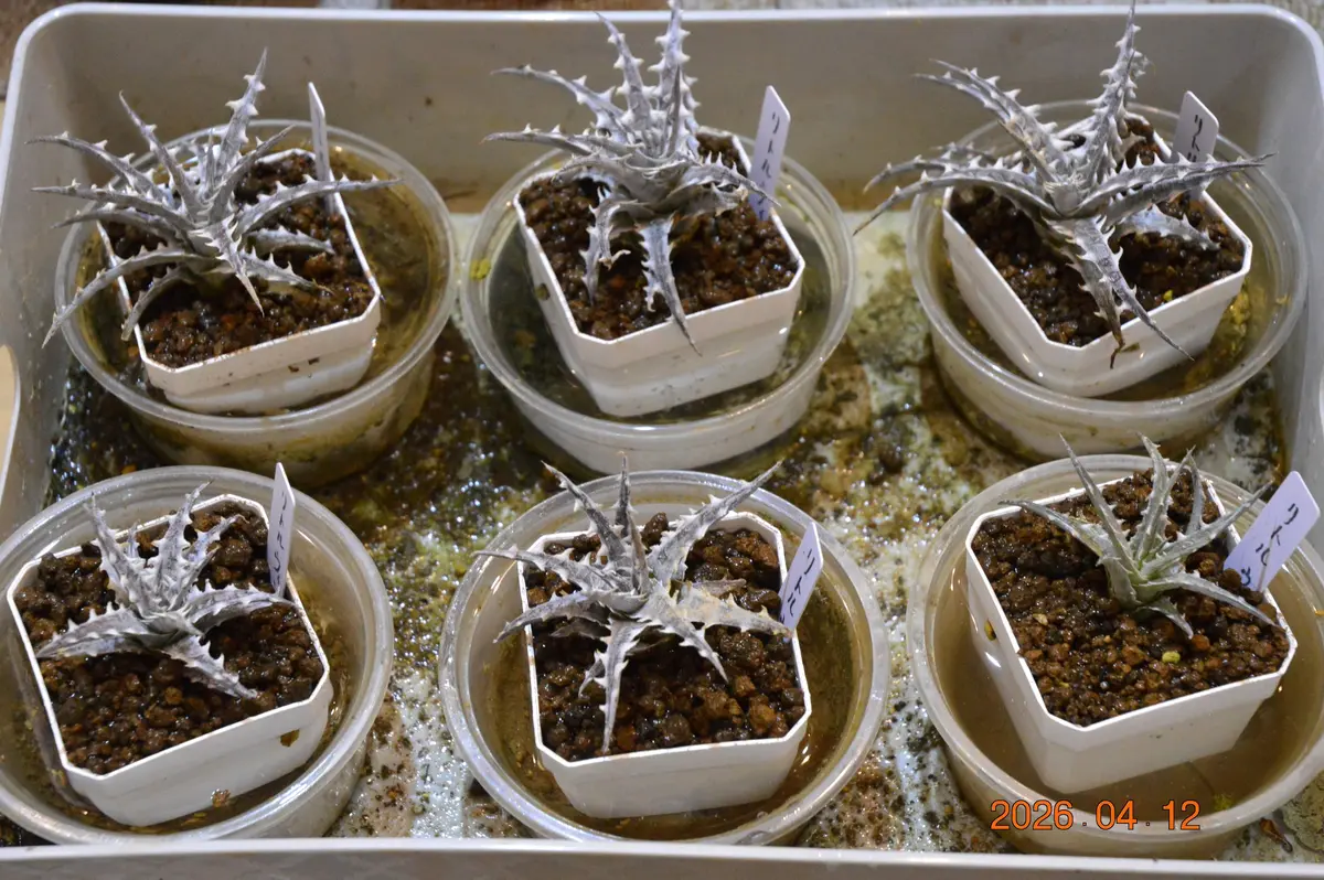 ディッキアの植え替え｜園芸日記by鹿せんべい｜みんなの趣味の園芸