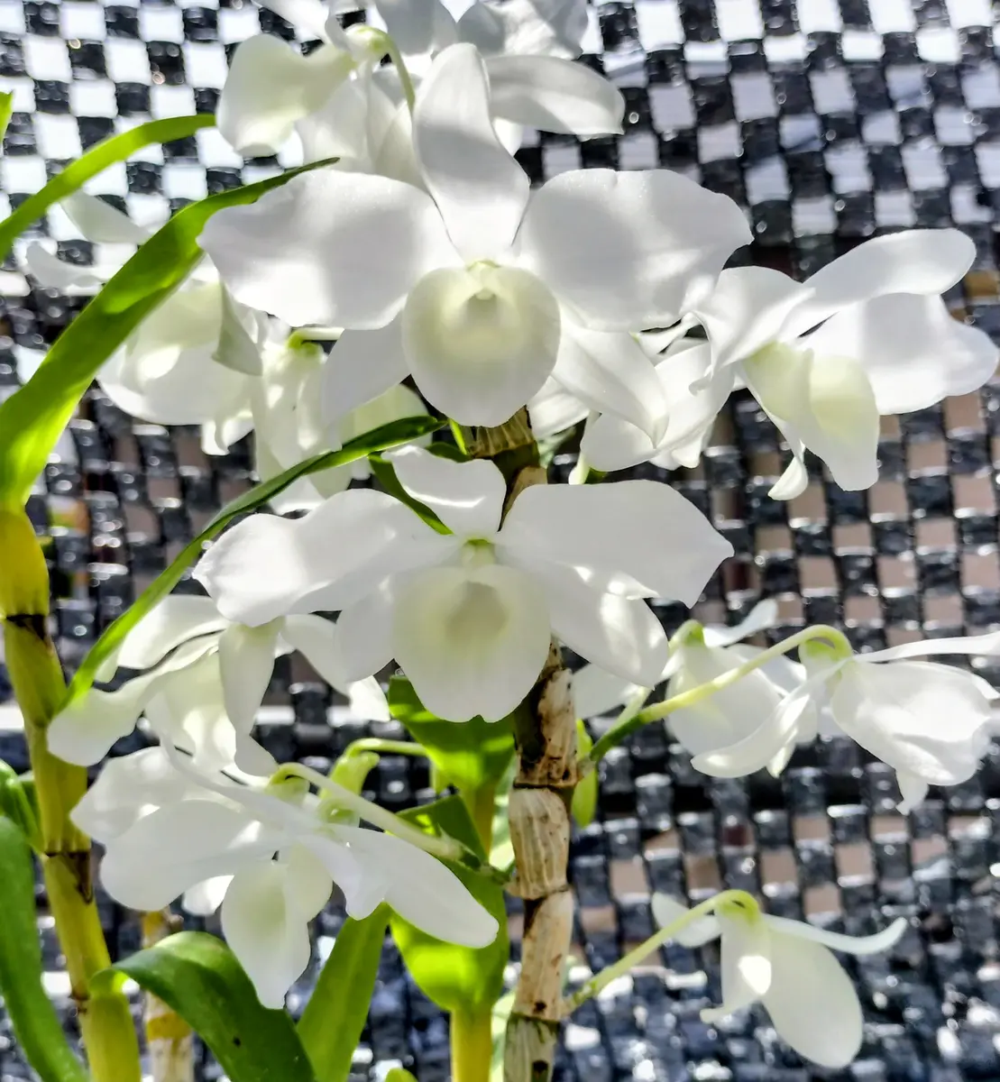 白い花｜園芸日記bymartha｜みんなの趣味の園芸｜1440195