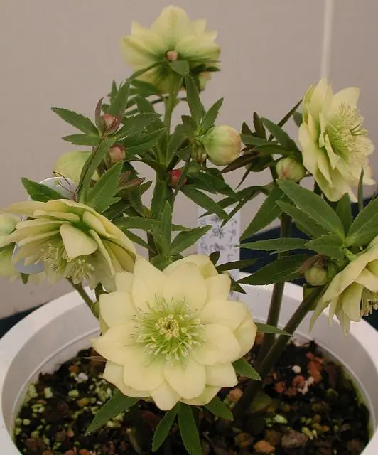 木口さんのクリスマスローズの本｜園芸日記by新潟県立植物園｜みんなの