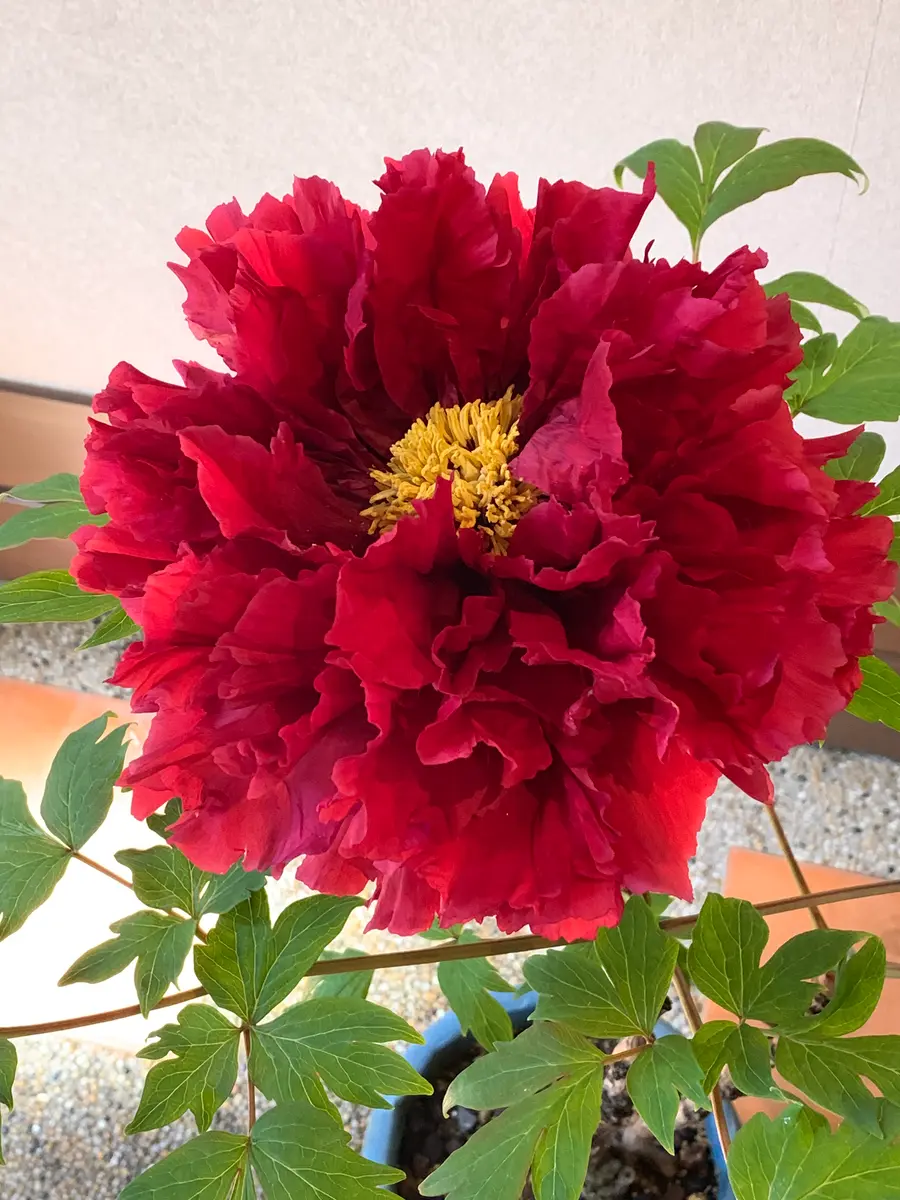 ボタン 八千代椿、島津紅｜園芸日記byアオサギ｜みんなの趣味の園芸
