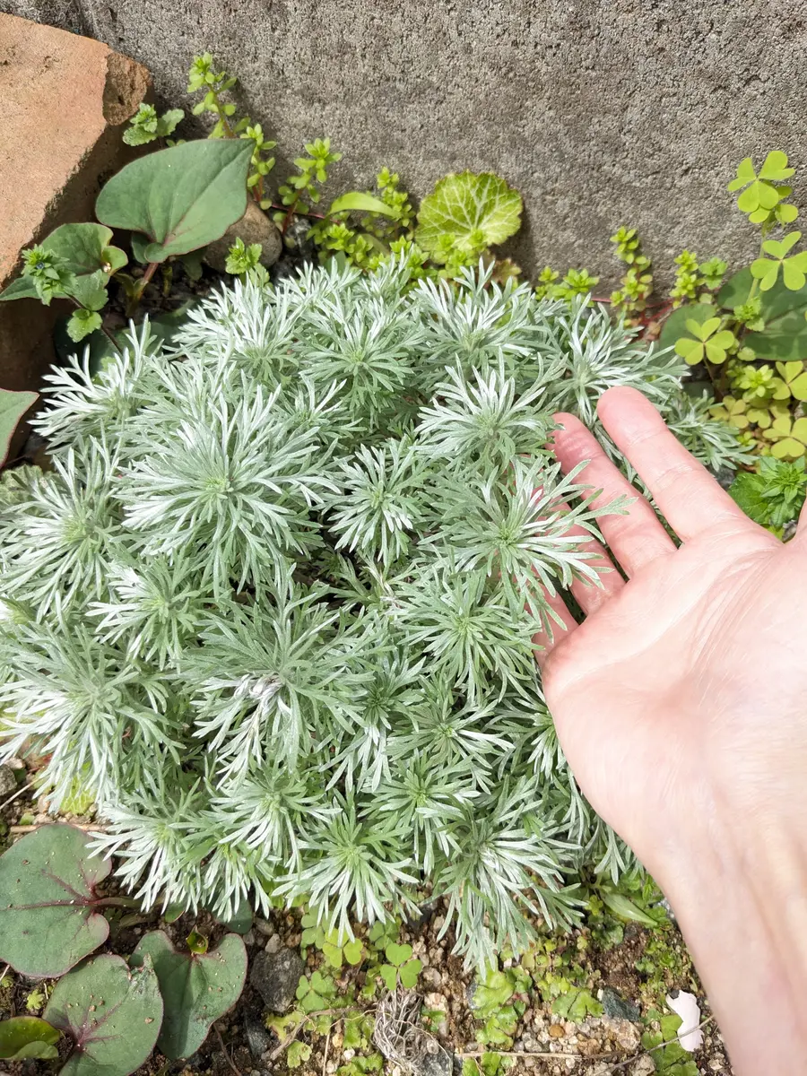 朝霧草さん専用 ノーマルカード以外 ふわっふわの朝霧草｜園芸日記by幸｜みんなの趣味の園芸｜1440382