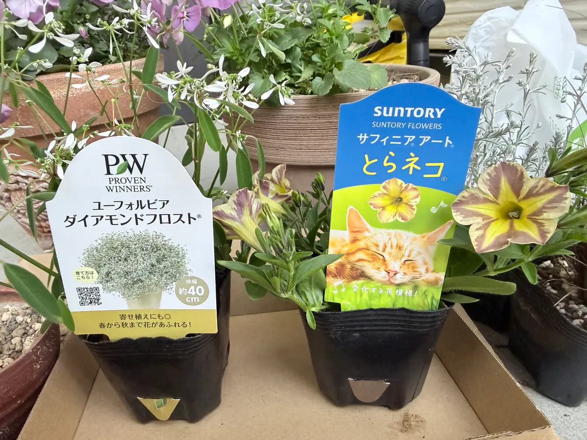 夏に向けて…サフィニアとらネコ‼️｜園芸日記byトトピン｜みんなの趣味
