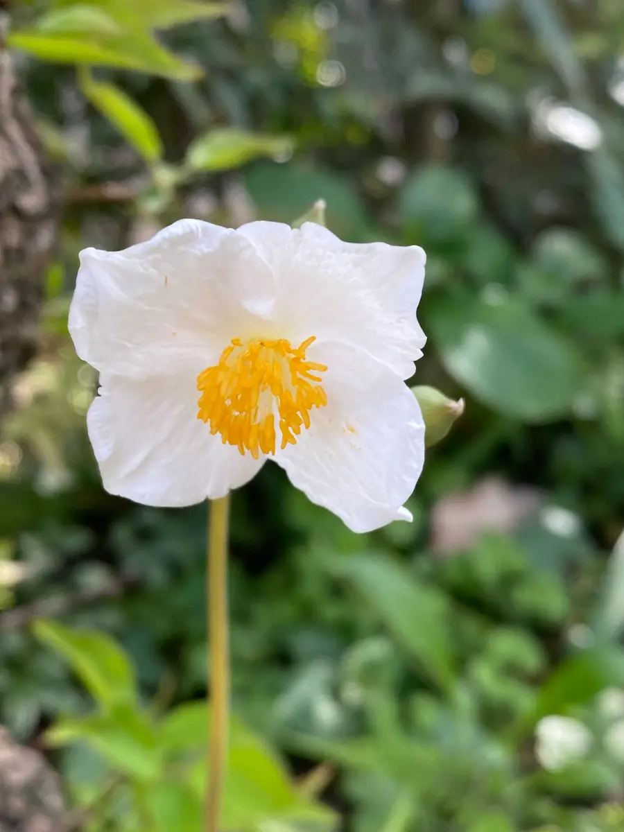 今日の白い花〔写真1枚目〕-染ちゃんさんの日記｜みんなの趣味の園芸