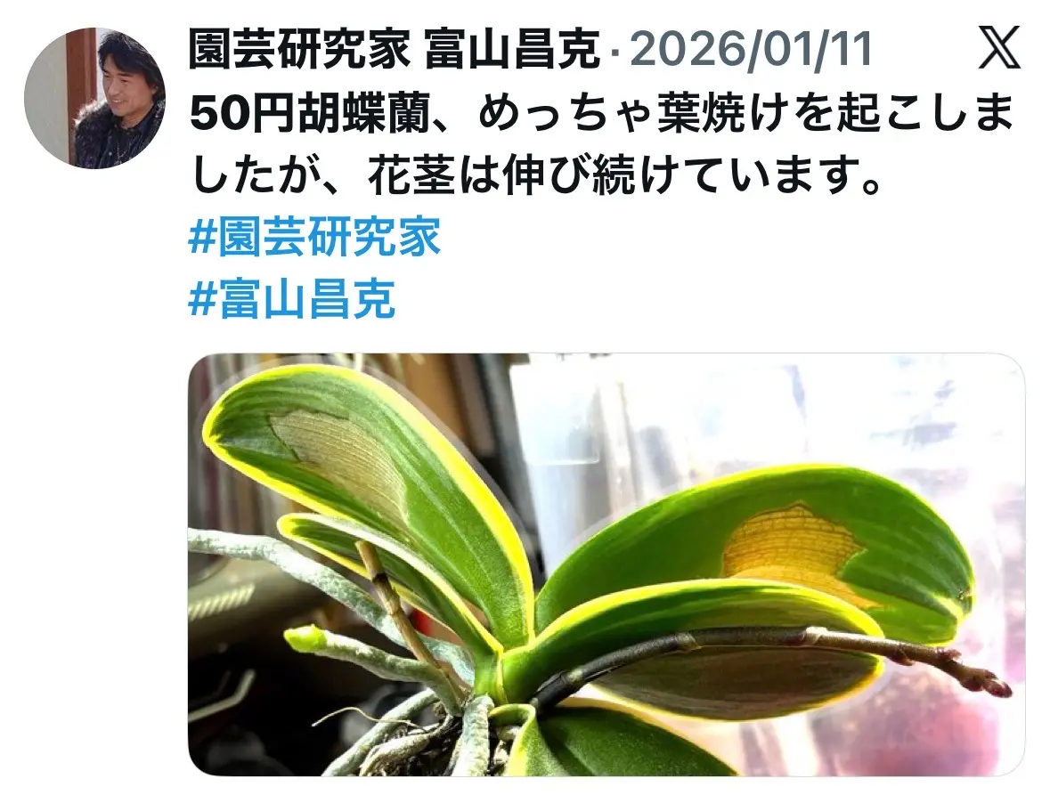 ラン－コチョウランの日記一覧|富山昌克（トミー）さんの園芸日記