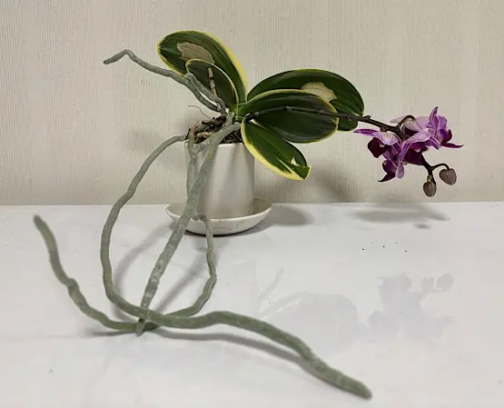 ラン－コチョウランの日記一覧|富山昌克（トミー）さんの園芸日記