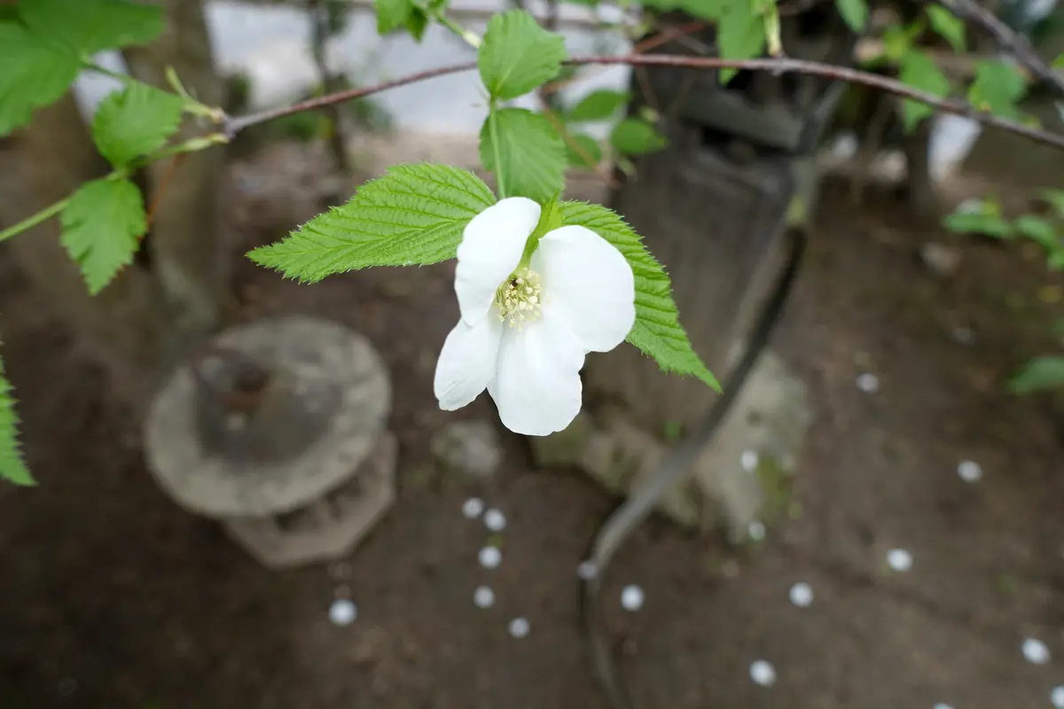 白　ヤマブキ　１歳くらい　苗一本　挿し穂おまけ付き 楽天市場】山吹 苗 白山吹（シロヤマブキ）白ヤマブキ 5寸鉢植え 苗木