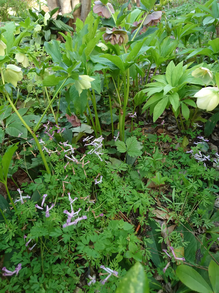山野草｜園芸日記byGalanthophile｜みんなの趣味の園芸｜1441829