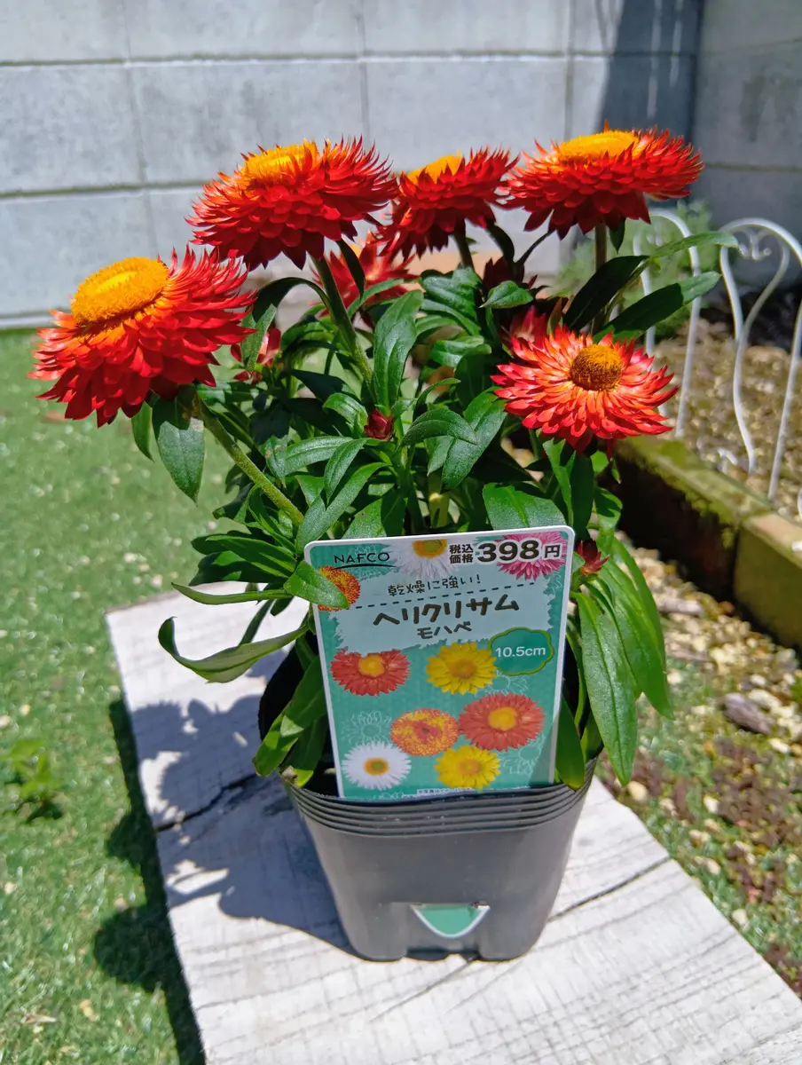 向日葵みたいなヘリクリサム ランダム9輪 ヘリクリサム🏵️買っちゃった😅水仙9号 咲きました🌼｜園芸日記by