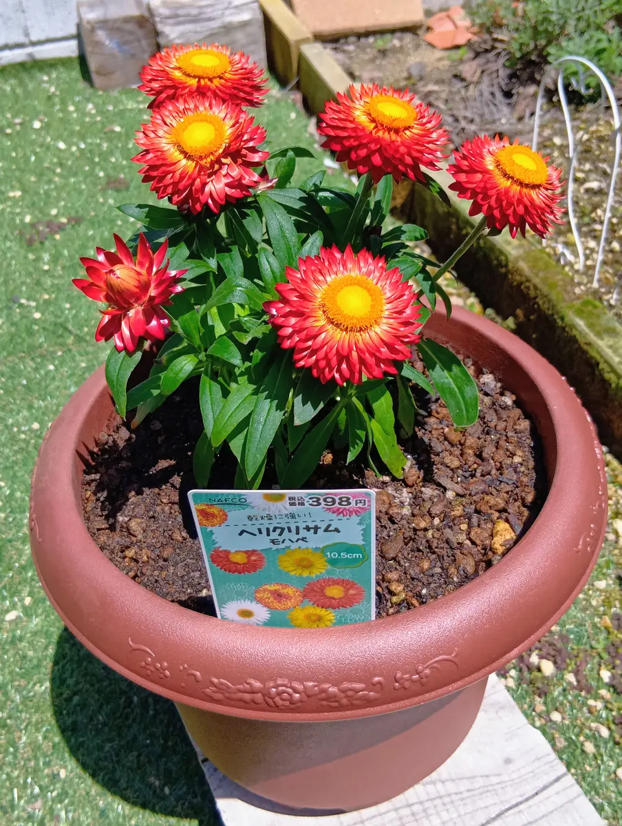 ヘリクリサム🏵️買っちゃった😅水仙9号 咲きました🌼｜園芸日記by