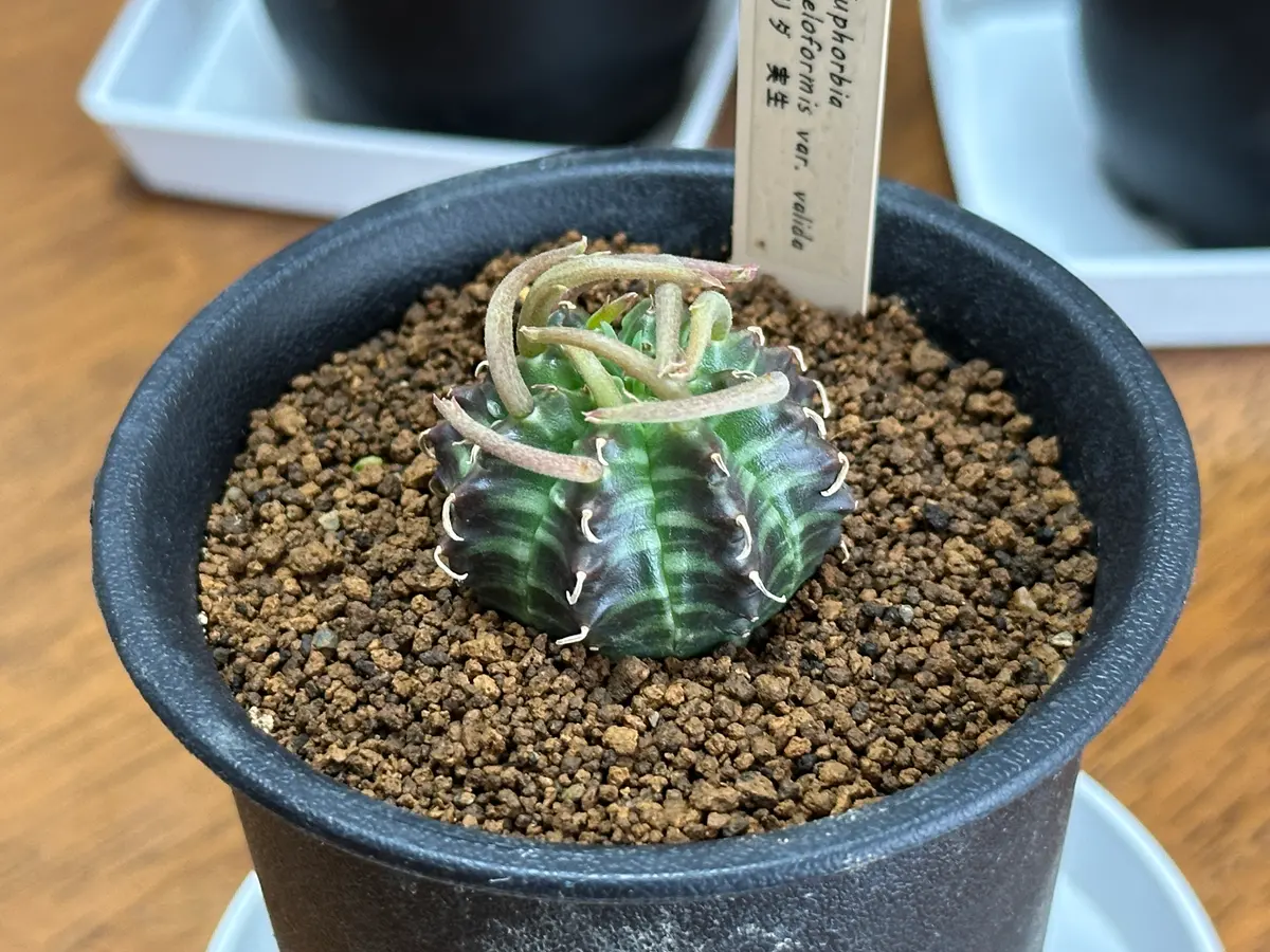 ホームセンターの多肉・塊根植物〔写真1枚目〕-ks4989さんの日記