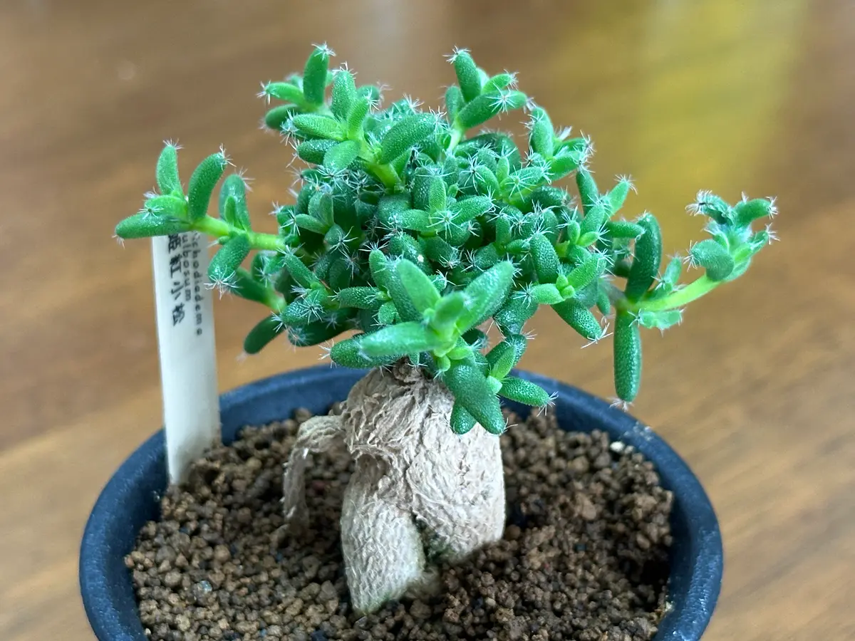 ホームセンターの多肉・塊根植物〔写真3枚目〕-ks4989さんの日記