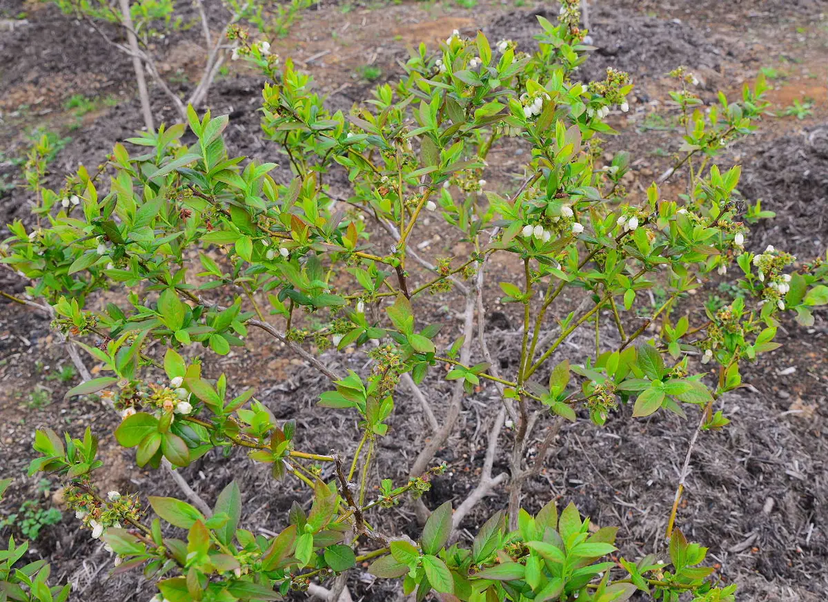 サザン系ブルーベリー、成木の様子です??｜園芸日記bytotyan 