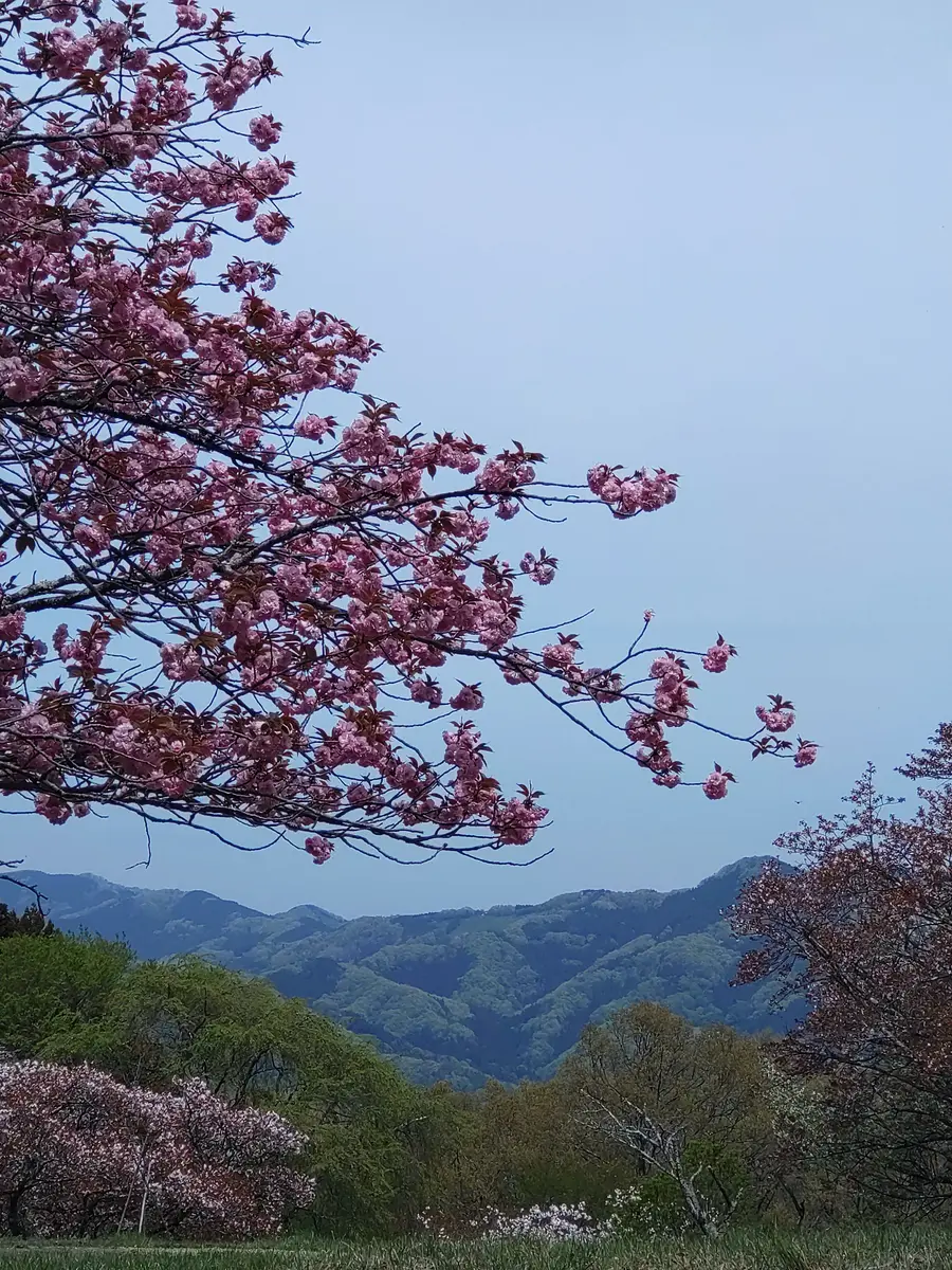山桜咲く山｜園芸日記byしんみや｜みんなの趣味の園芸｜1442728